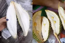 Những màn “khui” sầu riêng để đời khiến khách hàng “đau ví“