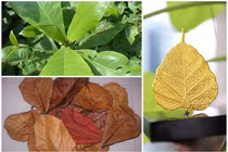 Khó tin những mặt hàng kỳ lạ hút khách trên chợ mạng