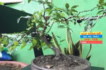 "Phát sốt" bonsai nho thân gỗ mini siêu độc chơi Tết