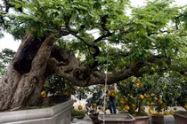 Ngắm cụ me dáng thác đỏ, đại gia trả 3,5 tỷ chủ vẫn chưa bán