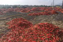 Nông dân Bình Định lỗ chỏng gọng vì ớt