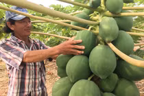 Những cây đu đủ “mang nặng đẻ đau” ra chi chít trái “khổng lồ“