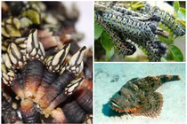 3 đặc sản nhìn “hết hồn” nhưng nhà giàu “mê như điếu đổ“
