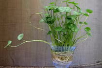Lạ đời rau má bỗng thành cây cảnh trang trí nhà đẹp khó tin