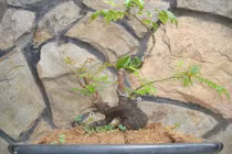 Mê tít những chậu khế bonsai mini siêu đẹp