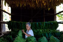 Xem quy trình sản xuất xì gà nổi tiếng Cuba