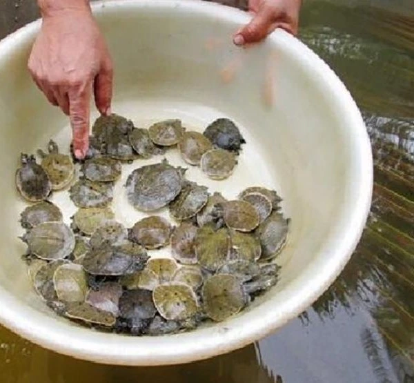 Nuôi loài cua lạ trong ao nhà mỗi năm lãi hàng trăm triệu