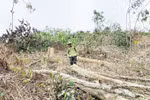 Khởi tố người phụ nữ chặt phá rừng tự nhiên ở Hà Tĩnh
