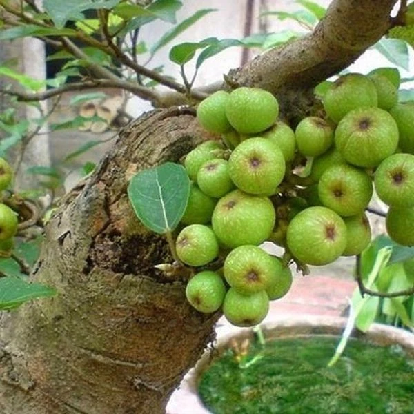 Trồng cây sung đúng hướng, đúng tuổi... giữ lộc quanh năm