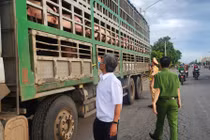 Phát hiện vụ vận chuyển 54 con heo có dấu hiệu dịch bệnh vào Nam tiêu thụ