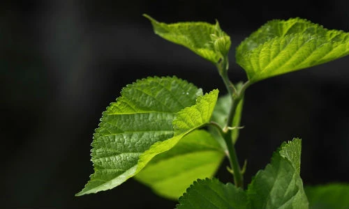Ngỡ ngàng lá dâu tằm giúp tóc đen khỏe chỉ sau vài ngày