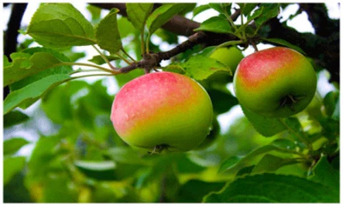 Chọn thực phẩm giúp bạn có đôi chân thon thả