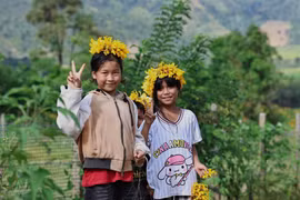 Say đắm sắc vàng hoa dã quỳ trên núi lửa Chư Đăng Ya