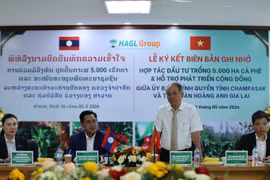 Hoàng Anh Gia Lai đầu tư trồng 5.000ha cà phê tại tỉnh Champasak (Lào)