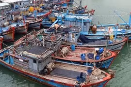 Gia Lai kêu gọi 83 tàu khẩn trương ra khỏi vùng nguy hiểm của bão Kalmaegi