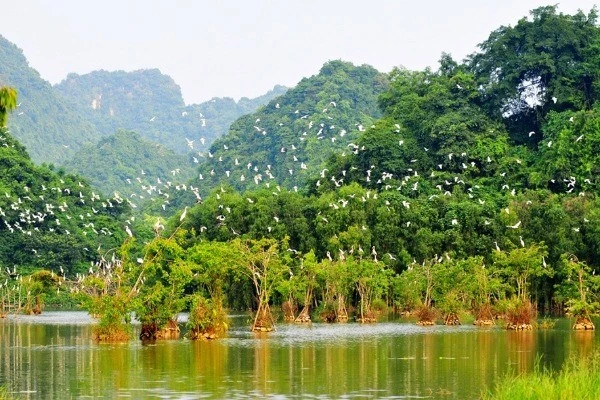 Du lịch sinh thái Việt Nam điểm ngắm chim quý lý tưởng cho du khách