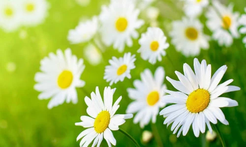 Đoán chuẩn tính cách qua sở thích các loài hoa