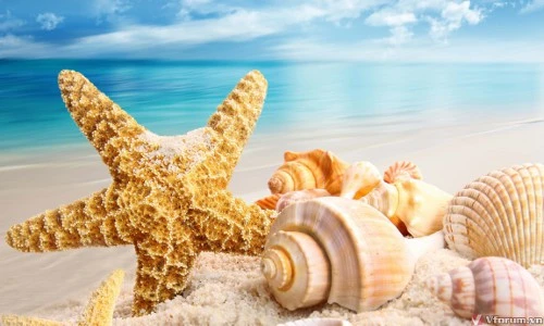 Bất ngờ cách dùng vỏ ốc đúng phong thủy hút tài lộc