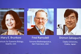 Hành trình đến giải Nobel Y sinh 2025, mở cánh cửa mới về miễn dịch học