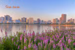 [GALLERY] Tránh đông ở hồ Gươm, bạn trẻ săn thảm hoa violet ở địa điểm mới
