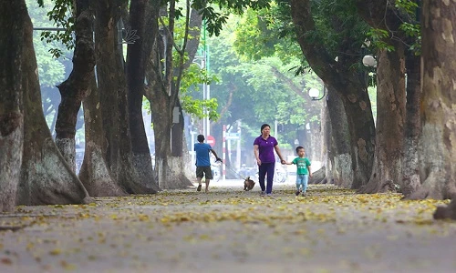 Ngơ ngẩn với mùa lá vàng tuyệt đẹp ở Hà Nội