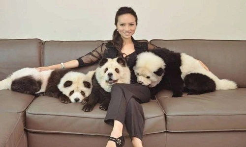 Bà chủ xinh đẹp biến chó thành gấu trúc là ai?