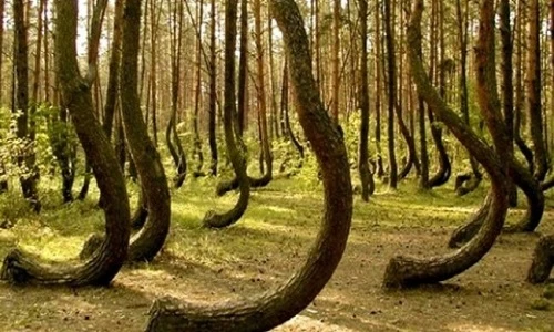 Cánh rừng ma quái “ăn thịt người” kỳ bí nhất thế giới 