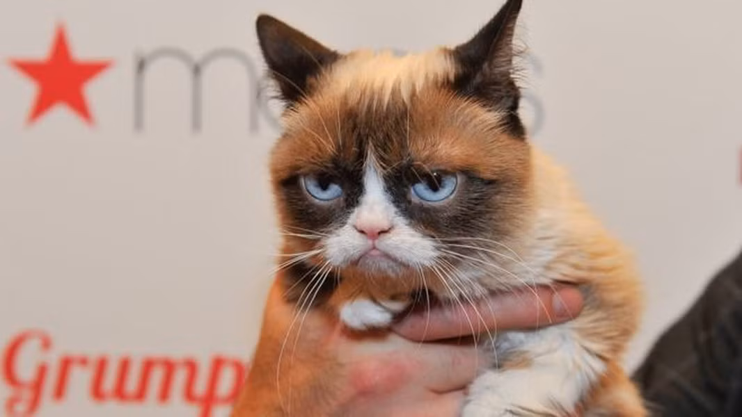 Grumpy Cat là một triệu phú tự thân với khối tài sản khoảng 99,5 triệu USD. Chú mèo này nổi tiếng trên mạng nhờ biểu cảm khuôn mặt và các hình ảnh được cô chủ của nó - Tabatha Bundesen chia sẻ. Nó kiếm từ việc xuất hiện trước truyền thông, đóng quảng cáo, thậm chí còn truyền cảm hứng cho bộ phim “Grumpy Cat's Badst Christmas Ever” năm 2014.