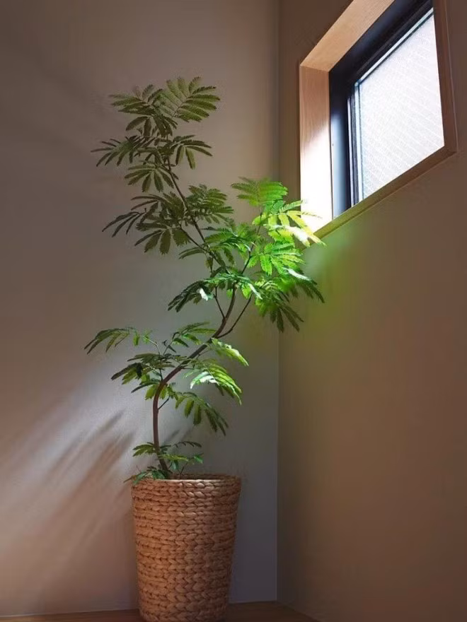 Người xưa quan niệm cây diệp tai bèo là tượng trưng cho sự vĩnh cửu, lãng mạn và may mắn. Thế nên đặt một chậu cây này trong phòng khách không chỉ giúp không gian thêm sinh động mà còn mang lại năng lượng tích cực, thu hút những điều tốt lành đến với gia chủ.