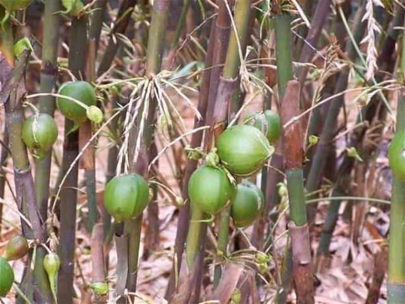 Tre là một loại cây quá quen thuộc với mọi người, nhưng ít ai biết được cây tre chỉ nở hoa 1 lần trong khoảng thời gian từ 10-15 năm, thậm chí cần nhiều thời gian hơn từ 30-50 năm để chúng tạo ra quả.