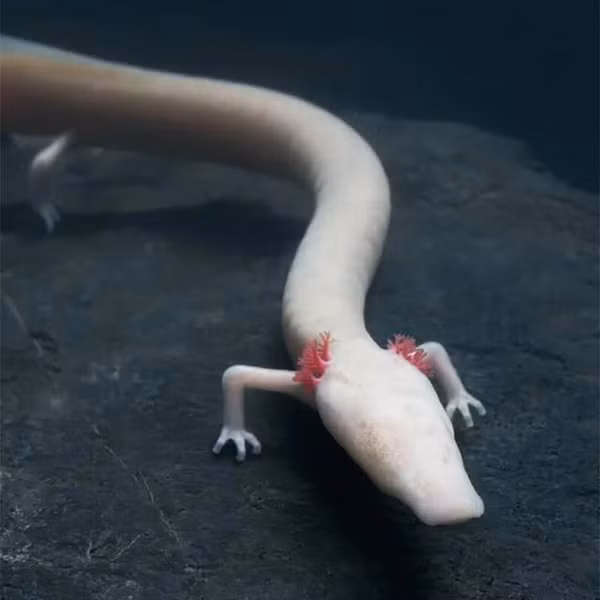 Manh giông là loài lưỡng cư hoàn toàn sống ở dưới nước. Chúng ăn, ngủ và sinh sản ở dưới nước mà không cần tới ánh sáng mặt trời. Chính lối sống trong bóng tối dẫn tới việc mắt của chúng không phát triển và gần như bị mù. Nhưng bù lại, nhờ có khứu giác và vị giác nhạy bén giúp manh giông có thể dễ dàng di chuyển trong bóng tối.