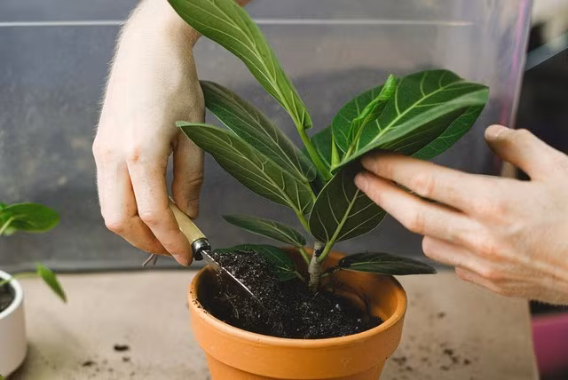 4. Bàng Singapore: Bàng Singapore hay còn gọi là fiddle leaf fig có những chiếc lá to, mướt, lên ảnh rất đẹp. Ý nghĩa cây là may mắn đủ đầy và tài lộc đến cửa. Cách chăm không khó: Ưa sáng nhưng không thích ánh nắng trực tiếp.