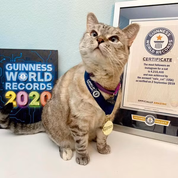 Nala_Cat là chú mèo vô cùng nổi tiếng trên mạng xã hội Instagram. Với 4,3 triệu lượt theo dõi, Nala đã lập kỷ lục Guinness thế giới về số lượng người theo dõi nhiều nhất trên Instagram cho một con mèo. Mèo Nala_Cat xinh đẹp này kiếm được tới 625.000 USD/năm từ những hợp đồng làm gương mặt quảng cáo thương hiệu thức ăn cho mèo.