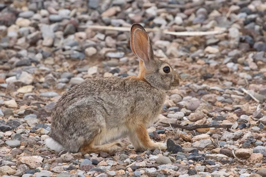 Thỏ đuôi bông (Sylvilagus sp.) là một chi gồm 17 loài thỏ phân bố khắp châu Mỹ, dài 22 - 55 cm. Phần lớn các loài trong chi này có đuôi ngắn phủ lông trắng và làm ổ trên mặt đất, không phải ở trong hang như nhiều loài thỏ khác.