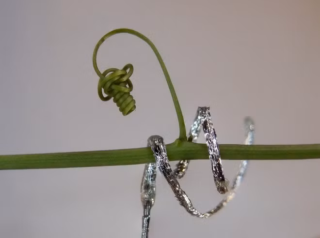 Robot mềm “plantoid” cuộn quanh thân cây lạc tiên (Passiflora caerulea). (Nguồn: IIT-Istituto Italiano di Tecnologia)