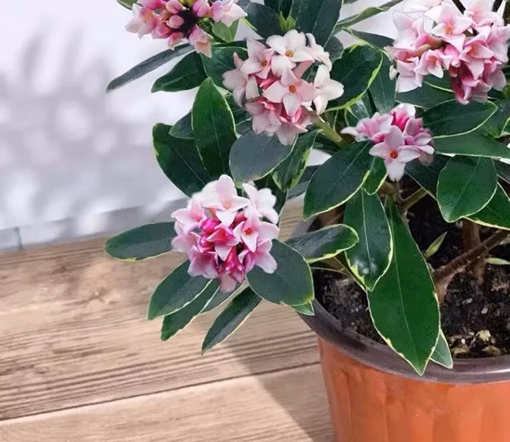  2. Cây thụy hương – Hương thơm, lộc vào nhà: Cây thụy hương (Daphne odora), còn được biết đến với tên gọi Bồng Lai Tự hay Phong Lưu, sở hữu lá xanh viền vàng thanh nhã cùng hương hoa thơm ngọt ngào. Thụy hương thường nở rộ vào mùa xuân – thời điểm khởi đầu cho chu kỳ sinh khí mới, mang theo nhiều niềm vui và khởi sắc.