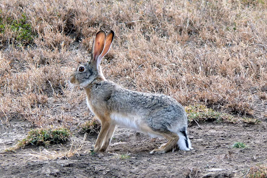 Thỏ tai dài đuôi đen (Lepus californicus) dài 47 - 63 cm, phân bố ở các thảo nguyên và đất trồng trọt phía Tây lục địa Bắc Mỹ. Loài thỏ này có chóp tai và đuôi màu đen. Quần thể của chúng ở từng vùng có thể có biến động lớn về số lượng, liên quan đến thời tiết và nguồn thức ăn.