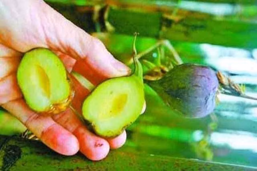 Quả có giá trị dinh dưỡng, giàu vitamin và các loại axit amin.