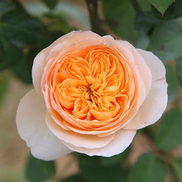 Hoa hồng Juliet là một trong số những giống hoa hồng leo được nhân giống bởi nhà sinh vật học người Anh, David Austin. Bên cạnh là một trong những loại hoa hồng đẹp nhất thế giới, hoa hồng Juliet còn là giống hoa hồng đắt nhất thế giới. Hoa hồng Juliet sở hữu màu sắc độc đáo với cánh hoa bên ngoài màu hồng, bên trong là những cánh hoa xếp lớp cầu kỳ màu vàng hoàng kim sang trọng. Bên cạnh đó, hương thơm dịu nhẹ, ngọt ngào của hoa hồng Juliet cũng đủ sức chinh phục bất kỳ ai, kể cả những người khó tính nhất.