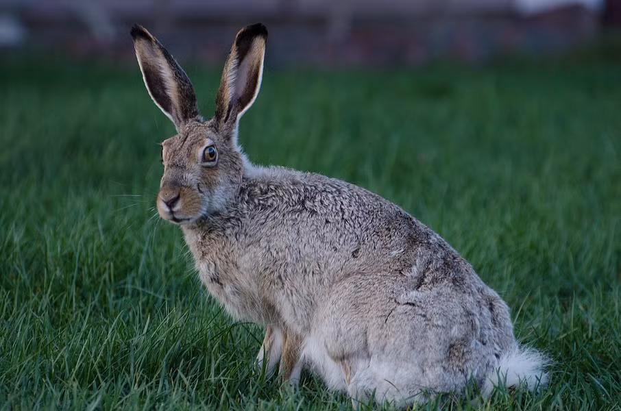 Thỏ tai dài đuôi trắng (Lepus townsendii) dài 56 - 66 cm, phân bố rộng khắp phía Tây Bắc Mỹ. Lông của quần thể phía Bắc chuyển trắng vào mùa đông, trong khi quần thể phía Nam chỉ có mảng trắng ở hai bên hông.