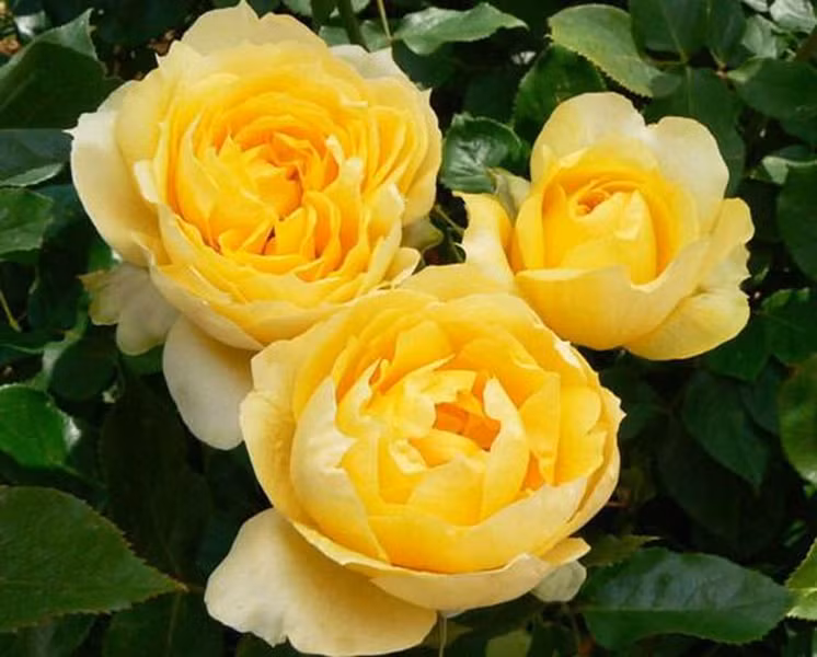 Hoa hồng Foetida còn được gọi là hoa hồng vàng Ba Tư và hoa hồng đồng của Áo. Hoa hồng Foetida có thể được coi là loài hoa hồng vàng đẹp nhất trong số tất cả mọi loài hoa hồng đẹp đẽ khác trên thế giới. Mùi của loài hoa này khá nồng nhưng không hề tạo cảm giác khó ngửi như ý nghĩa của cái tên.