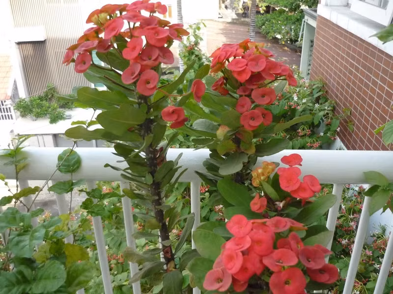 Hoa xương rồng bát tiên có thể sống khỏe trong điều kiện nắng nóng hoặc ít nước. Vì vậy mà nó thường được trồng làm hàng rào hoặc trang trí trong nhà.