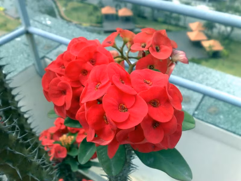 Mặc dù đẹp nhưng xương rồng bát tiên lại là loài cây độc, không nên trồng trong nhà, đặc biệt là những gia đình có trẻ nhỏ.