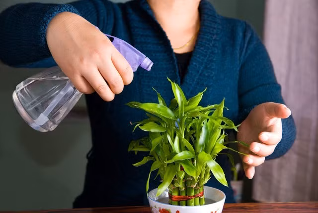 1. Trúc phú quý: Phú quý trúc có thân thẳng, lá xanh ánh vàng rất nổi bật. Ý nghĩa của cây là từng bậc đi lên nên được giới văn phòng yêu thích. Cách đặt đơn giản: Chọn nơi có ánh sáng gián tiếp như bên cửa sổ có rèm.