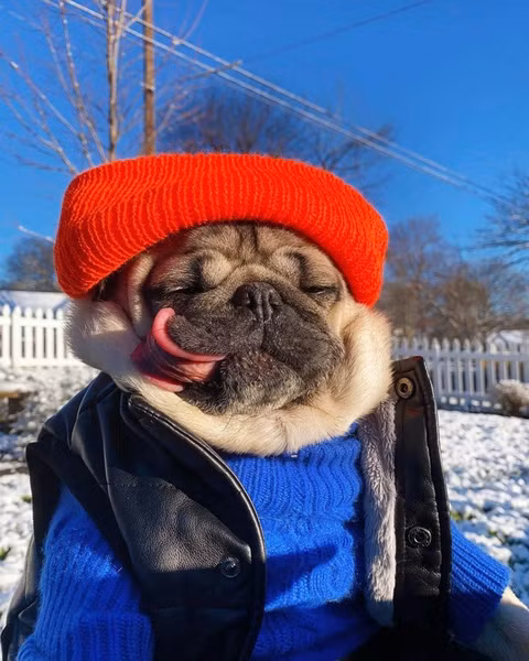 Doug the Pug là một chú chó sống tại Nashville, Tennessee, Mỹ. Chú chó này là một ngôi sao trên mạng xã hội với hơn 18 triệu lượt theo dõi trên tất cả các nền tảng. Với tầm ảnh hưởng của mình, chú chó Pug này thu được gần 22,8 nghìn USD cho một bài đăng trên trang Instagram cá nhân và hàng trăm nghìn USD với những hợp đồng đóng phim và quảng cáo.
