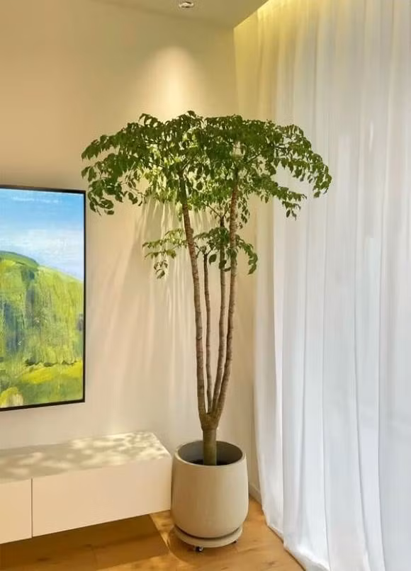 Nếu thích phong cách tối giản, chọn cây thân mảnh, phù hợp đặt ở phòng đọc sách hoặc phòng ngủ. Nếu nhà theo phong cách sang trọng, chọn cây thân to, tán gọn, đặt ở phòng khách để tạo cảm giác như một khu rừng nhỏ.