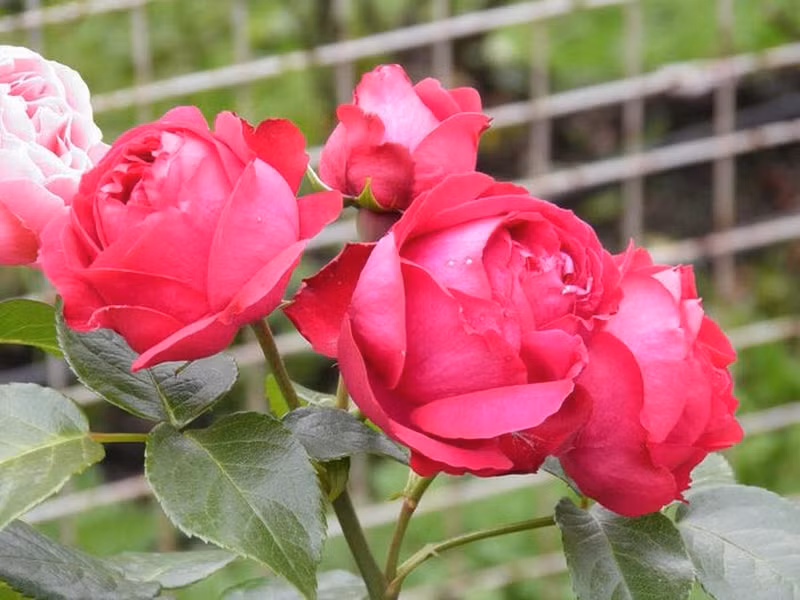 Hoa hồng Eden sở hữu khoảng 110 cánh hoa với đường kính trung bình là 12,7 cm. Mùi hương của nó lan tỏa mãnh liệt, không chỉ là vẻ đẹp cổ điển của bông hoa mà còn là hương thơm đặc trưng 'cổ điển'. Loài hoa này nở từ mùa xuân đến hết hè và có sức sống bền bỉ.