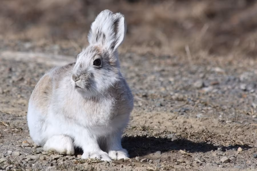 Thỏ giày tuyết (Lepus americanus) dài 36 - 46 cm, phân bố ở phía Bắc của Bắc Mỹ. Thích nghi với mùa đông khắc nghiệt ở khu vực, loài này có bộ lông trắng để ngụy trang, đôi bàn chân sau lớn cho phép di chuyển tốt trên tuyết xốp.