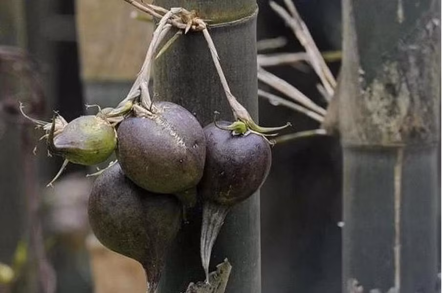 Sau khi chín, quả cũng không thay đổi nhiều về hình dạng mà chỉ có kích cỡ lớn hơn (đường kính khoảng 7cm). Nhìn bề ngoài của chúng rất bình thường nhưng đây lại là 1 loại trái cây đắt đỏ (nhất là ở Trung Quốc).