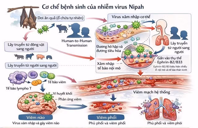 virus-nepah-1.jpg